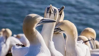 《植物大战僵尸》经典重置版将推出双人模式,操控僵尸进攻好友花园