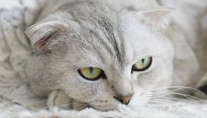 《植物大战僵尸》经典重置版将推出双人模式，操控僵尸进攻好友花园